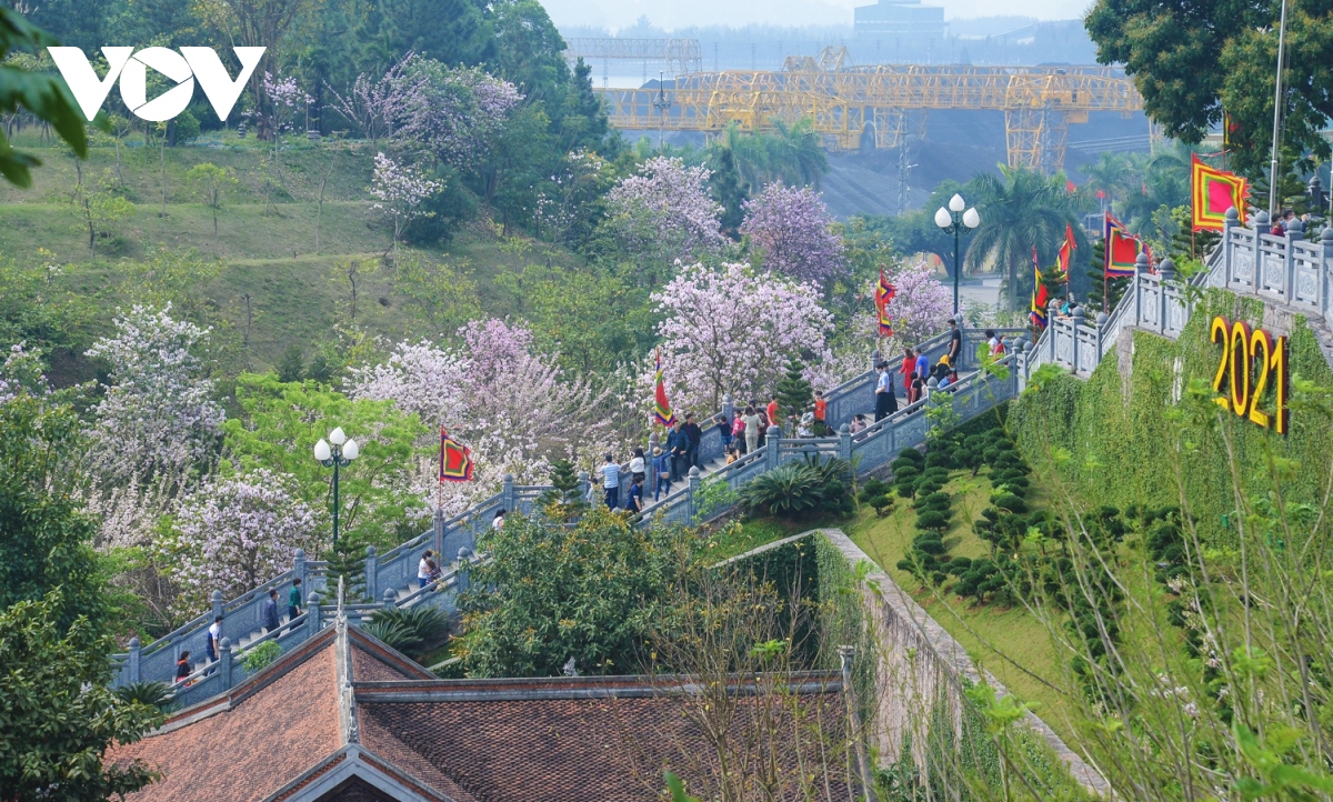 hoa ban va diep anh dao tuyet dep tai den cua Ong hinh anh 3