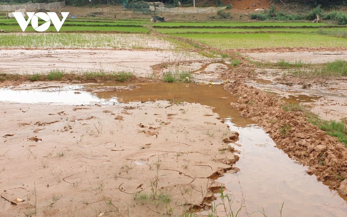 xot xa bun dat du an tran vao ruong, nguoi dan khong the trong cay hinh anh 3