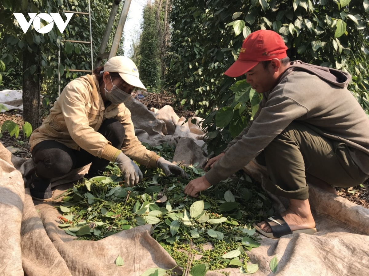 Tiêu chín đỏ vườn mà không kịp thu hoạch do thiếu nhân công