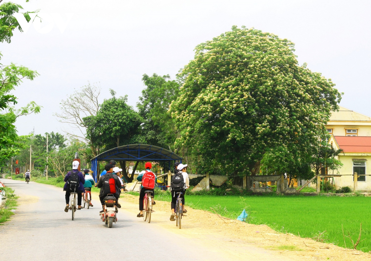 mua hoa bun no ro moc mac ben dong kien giang hinh anh 6