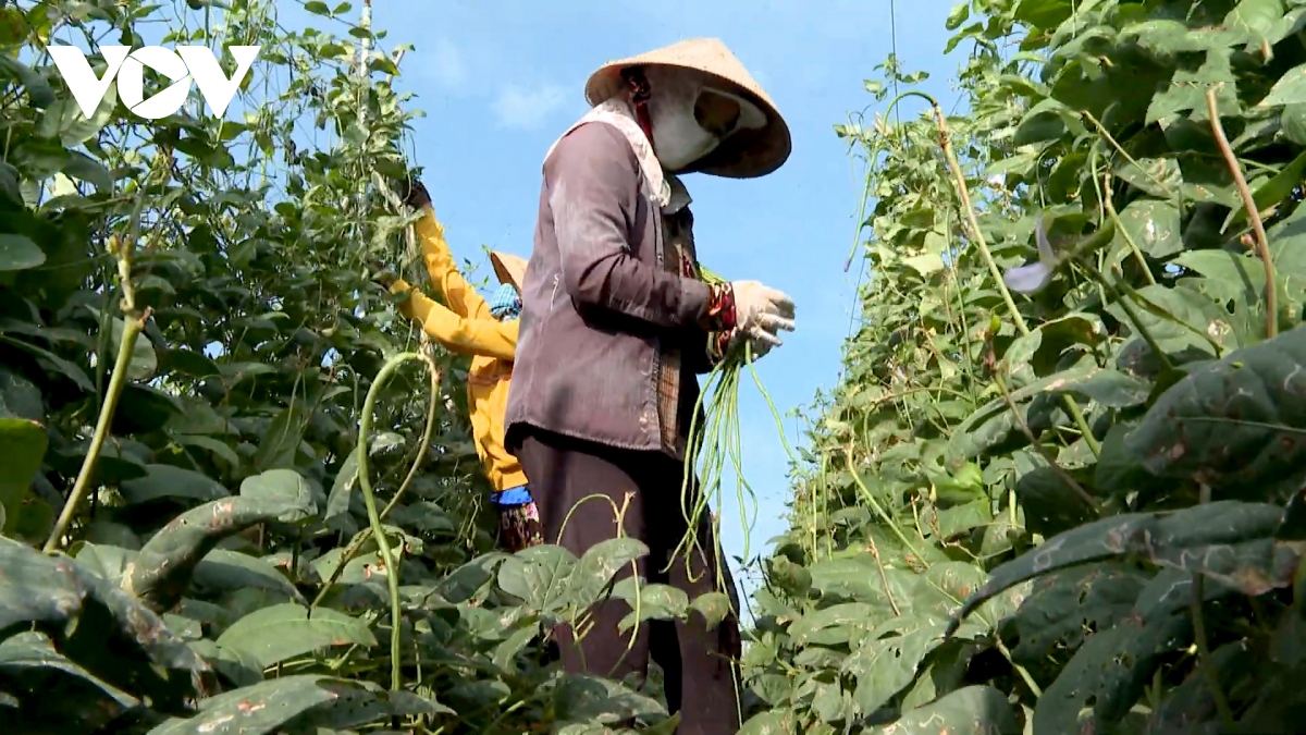 phan bon tang gia doanh nghiep lan nong dan cung gap kho hinh anh 2