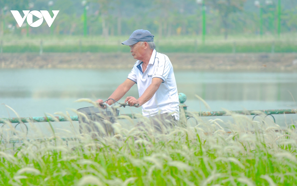 chim dam trong sac trang tinh khoi cua hoa co lau giua ha noi hinh anh 12