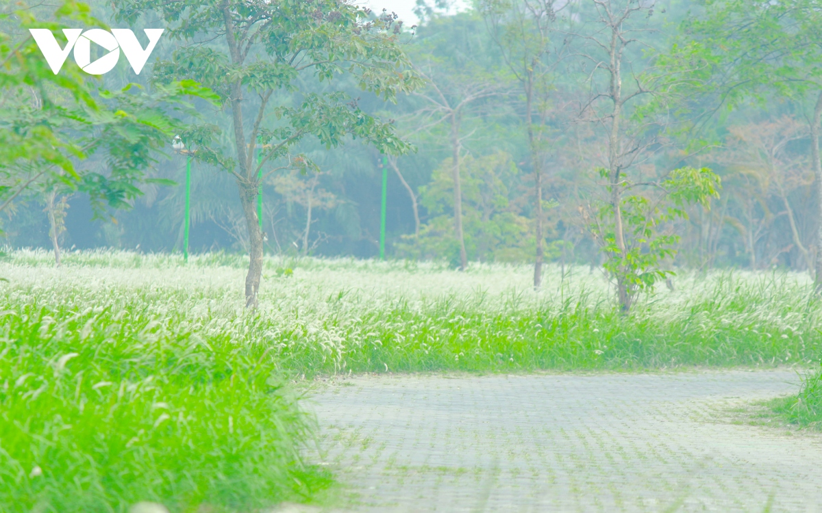 chim dam trong sac trang tinh khoi cua hoa co lau giua ha noi hinh anh 2