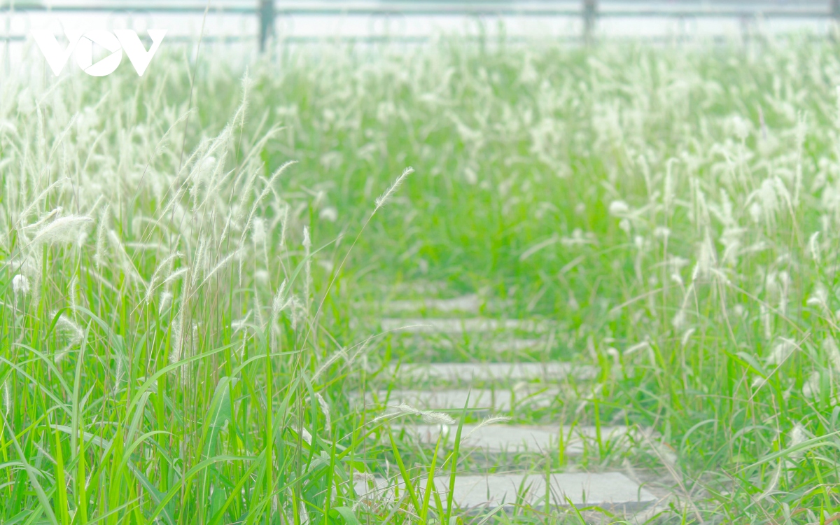 chim dam trong sac trang tinh khoi cua hoa co lau giua ha noi hinh anh 9