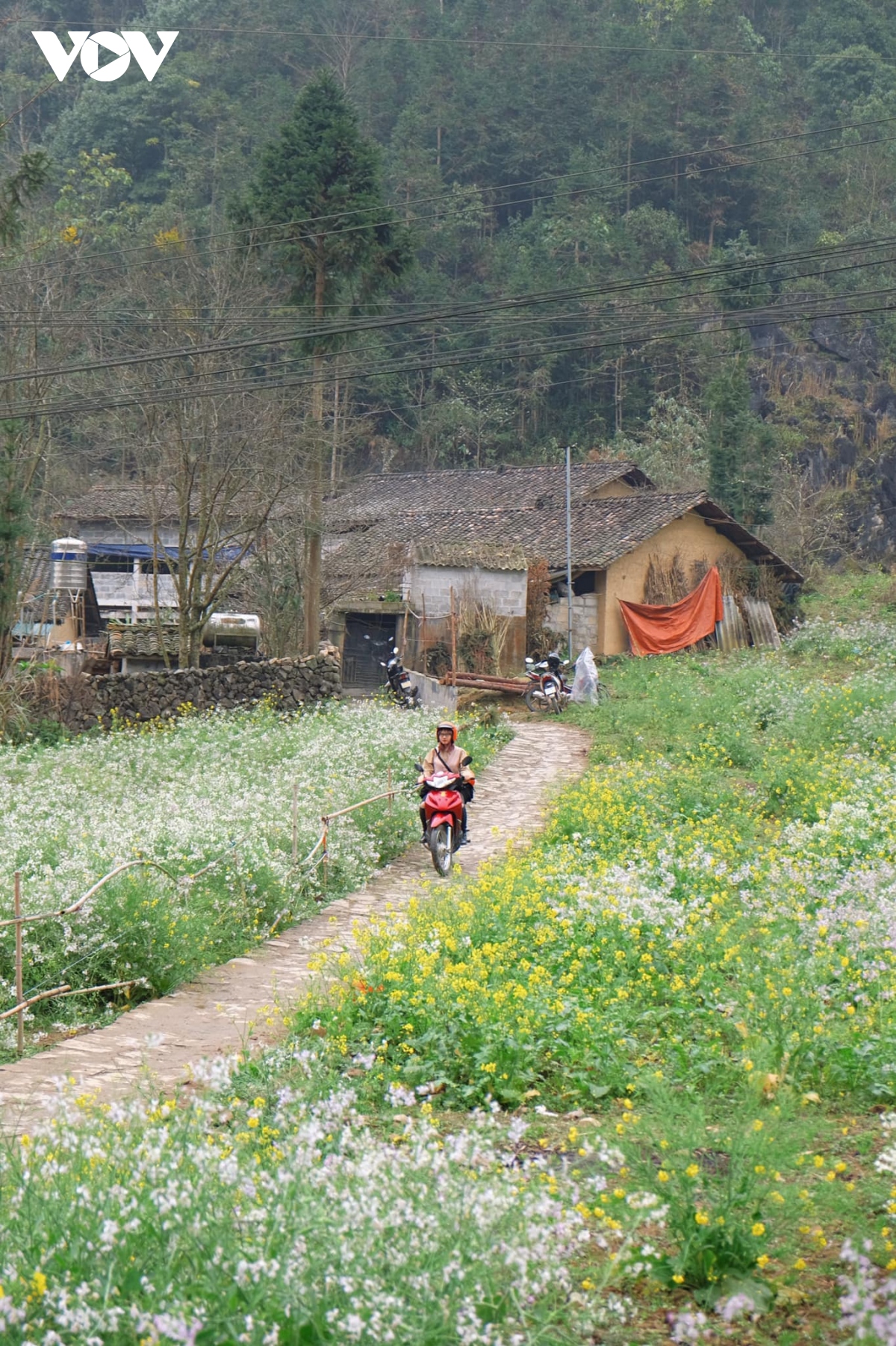 thanh xuan, nhat dinh phai di ha giang mot lan hinh anh 10