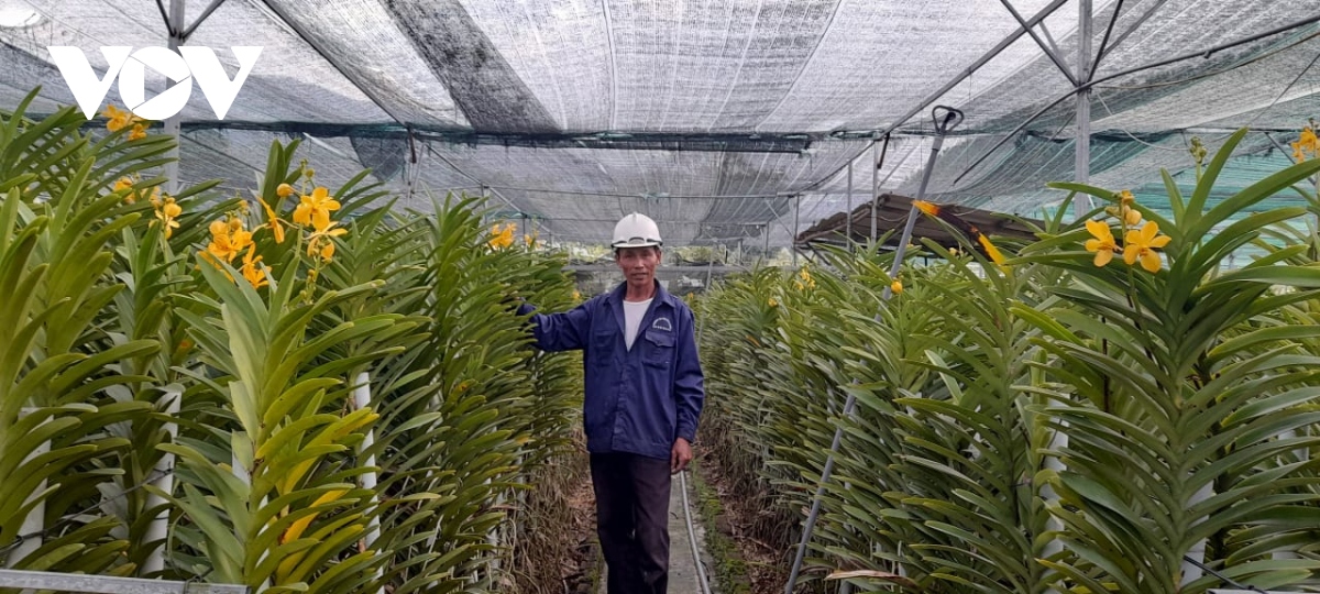 Top với hơn 73 về mô hình trồng lan mokara mới nhất  Tin học Đông Hòa