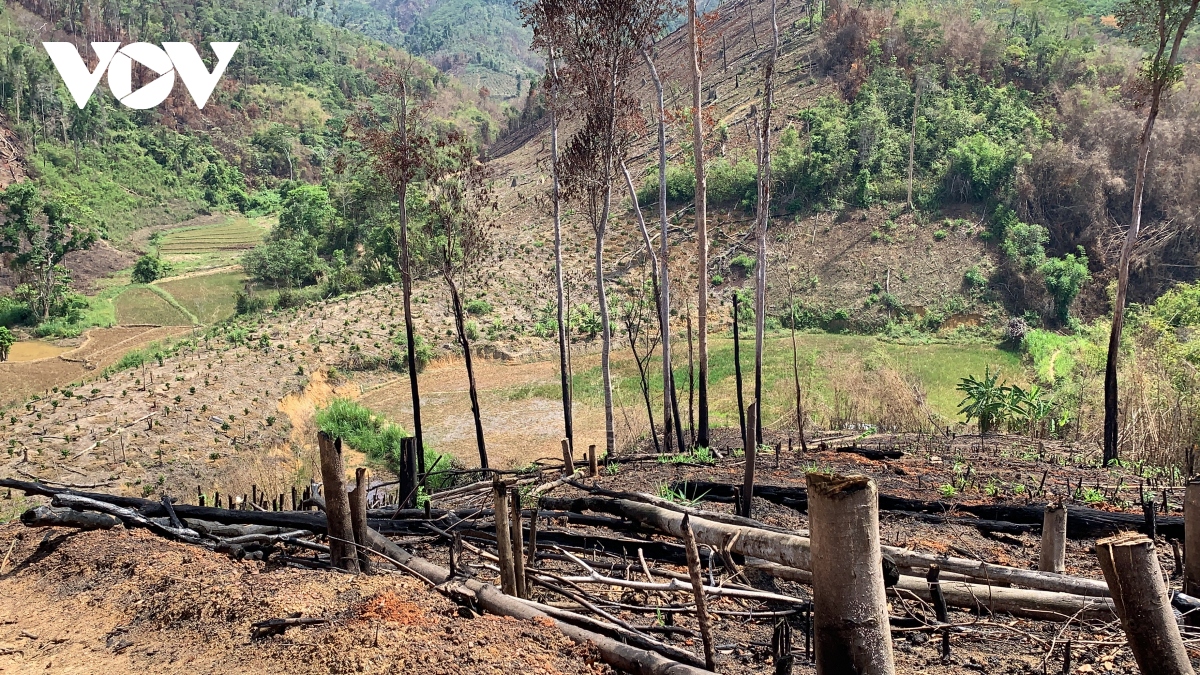 Rừng tại Đắk Lắk bị phá tràn lan trong sự bất lực của chủ rừng ...