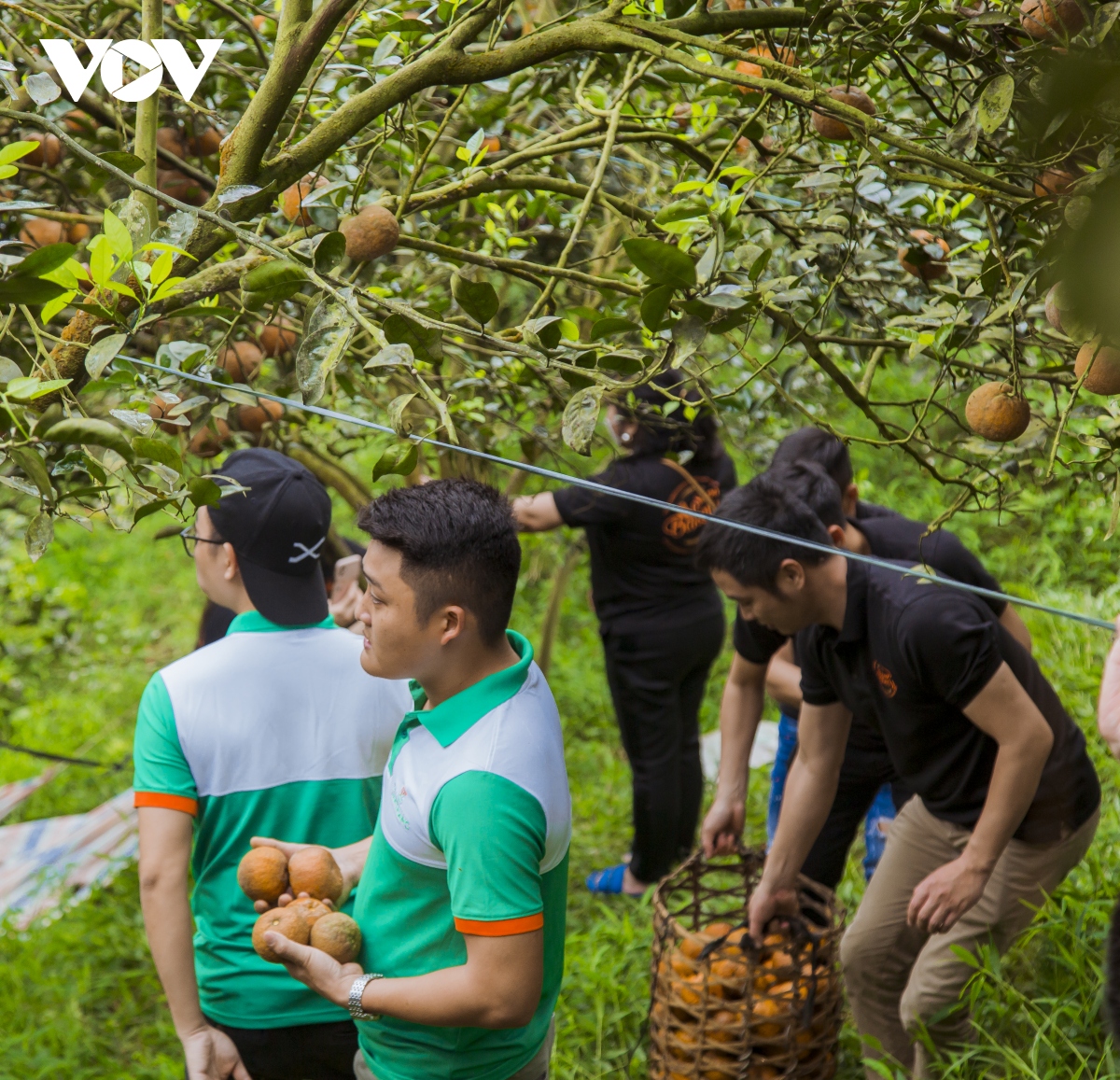 giai cuu cam sanh, phat mien phi cho benh nhan tai ha noi hinh anh 4