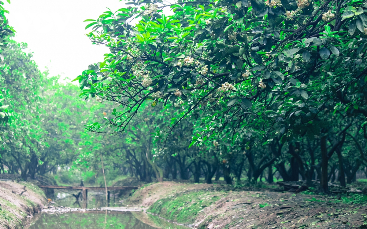 hoa buoi bung no trang troi o lang trong buoi noi tieng ha noi hinh anh 2