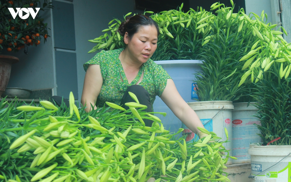 dan lang hoa tay tuu thue dat ha mo, Dan phuong trong hoa loa ken hinh anh 4