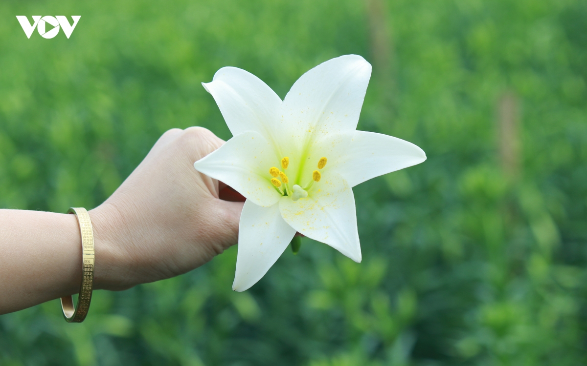 dan lang hoa tay tuu thue dat ha mo, Dan phuong trong hoa loa ken hinh anh 11