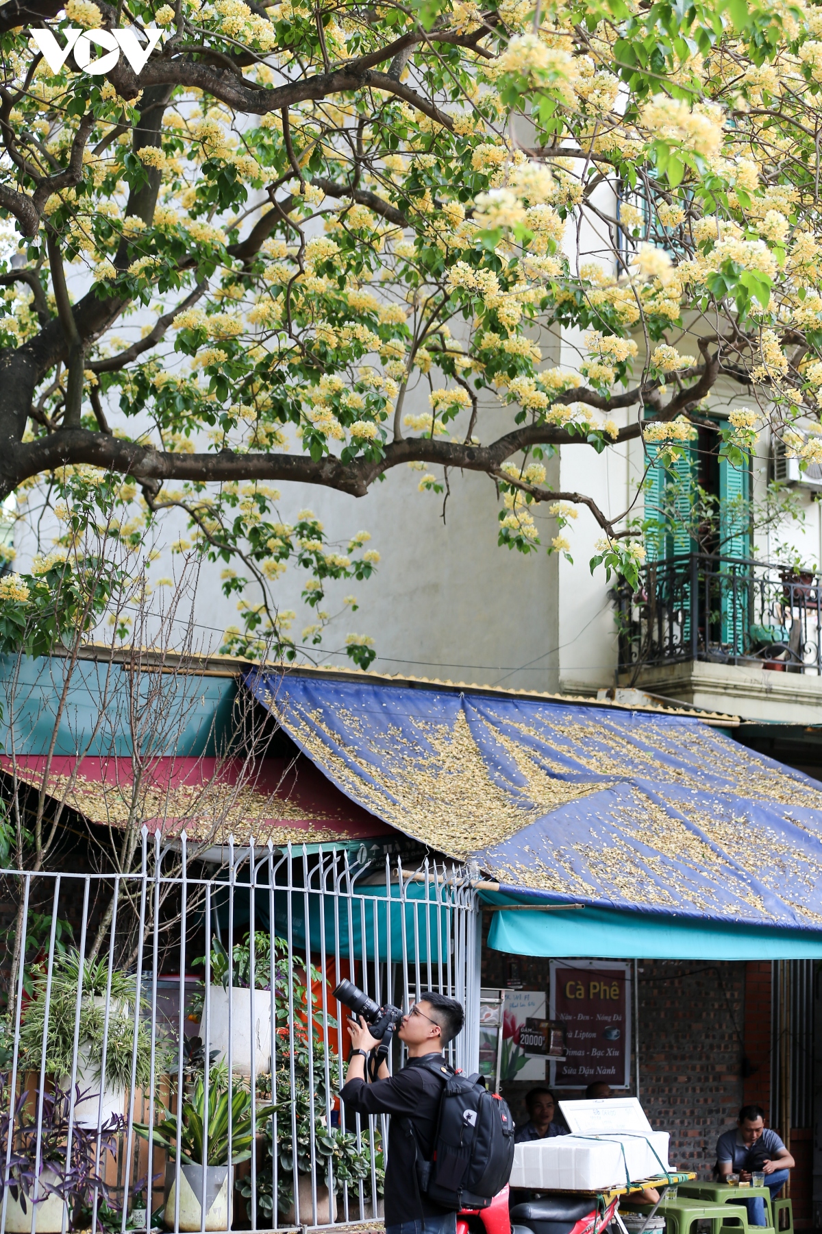 ngo ngang ve dep cay hoa bun co tuoi 300 nam giua long ha noi hinh anh 10