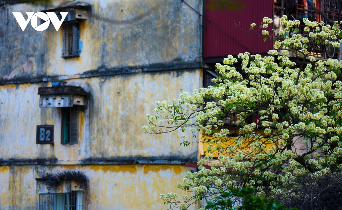 ngo ngang ve dep cay hoa bun co tuoi 300 nam giua long ha noi hinh anh 11