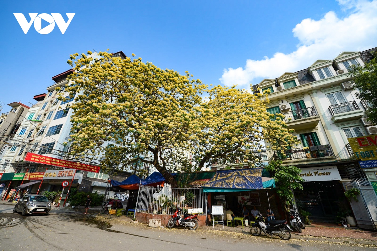 ngo ngang ve dep cay hoa bun co tuoi 300 nam giua long ha noi hinh anh 1