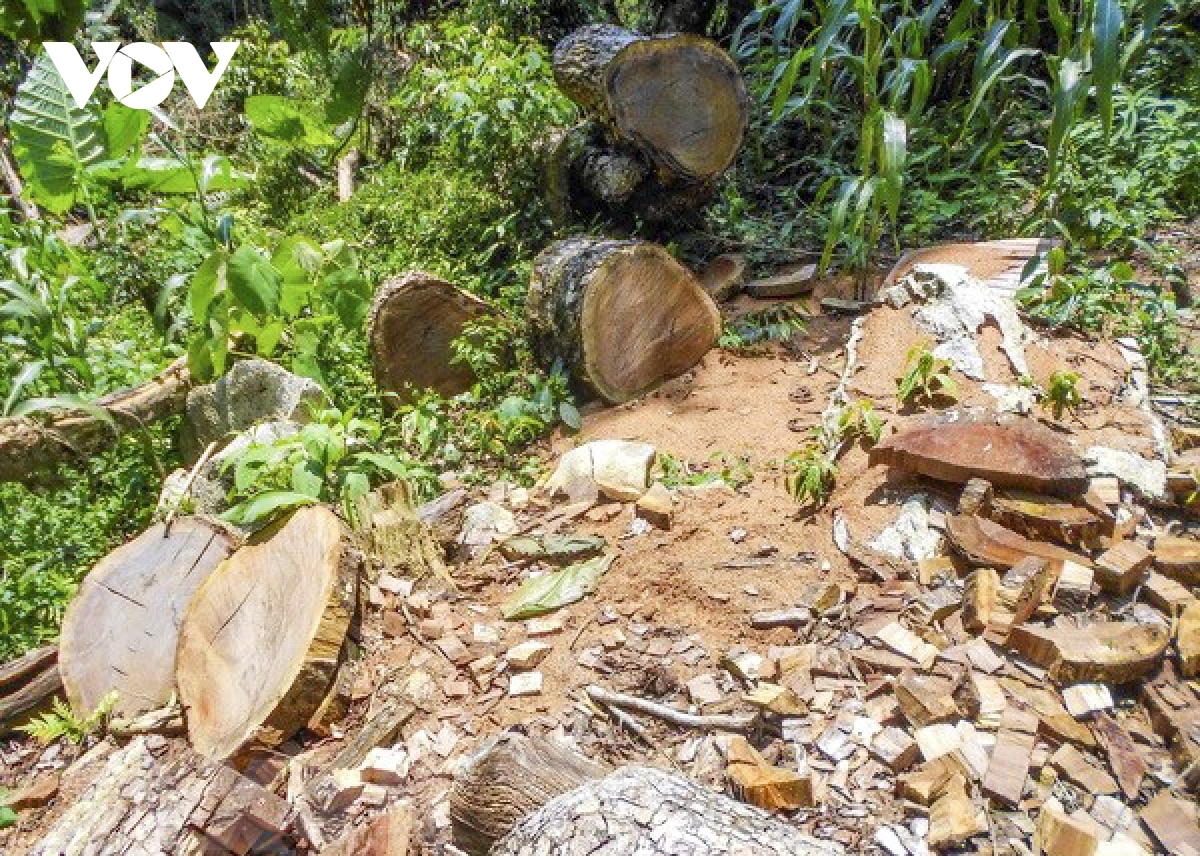 Cuộc chiến bảo vệ rừng gỗ nghiến và rào cản pháp lý trong quản lý ...