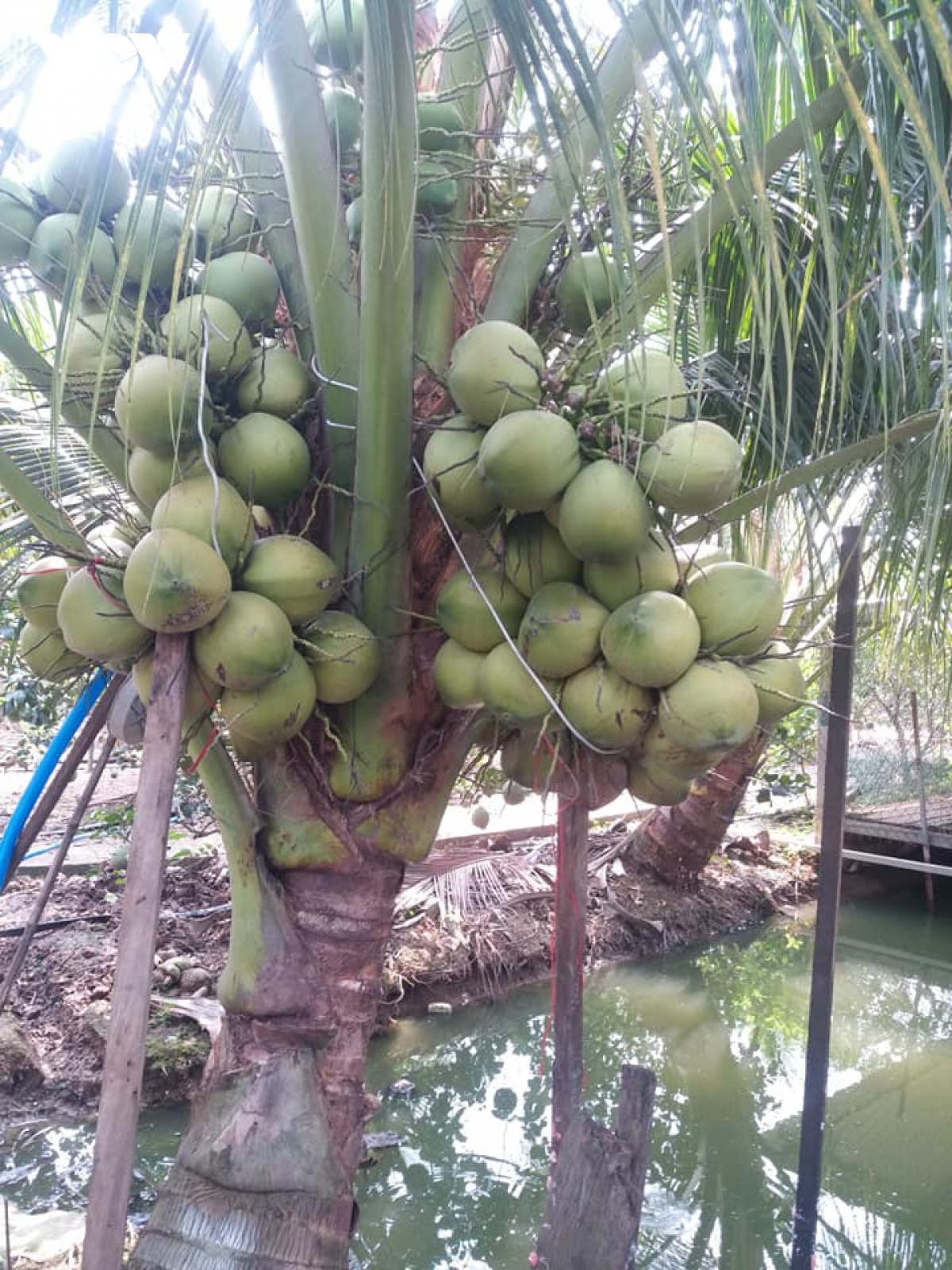 Trồng Dừa Hữu Cơ, Hướng Đi Tất Yếu Nâng Cao Giá Trị Xuất Khẩu Dừa Bến Tre |  Coconut Water Company. Betrimex Vietnam