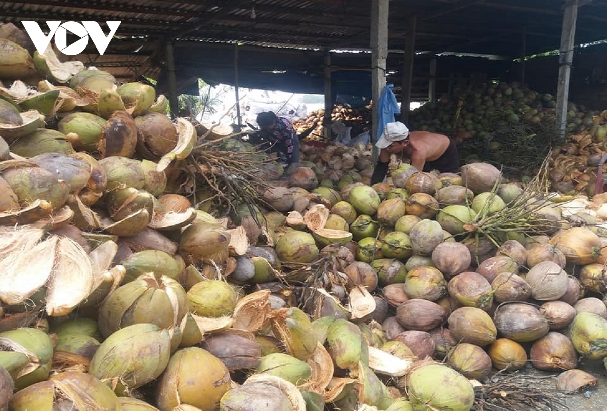 trong dua huu co, huong di tat yeu nang cao gia tri xuat khau dua ben tre hinh anh 4