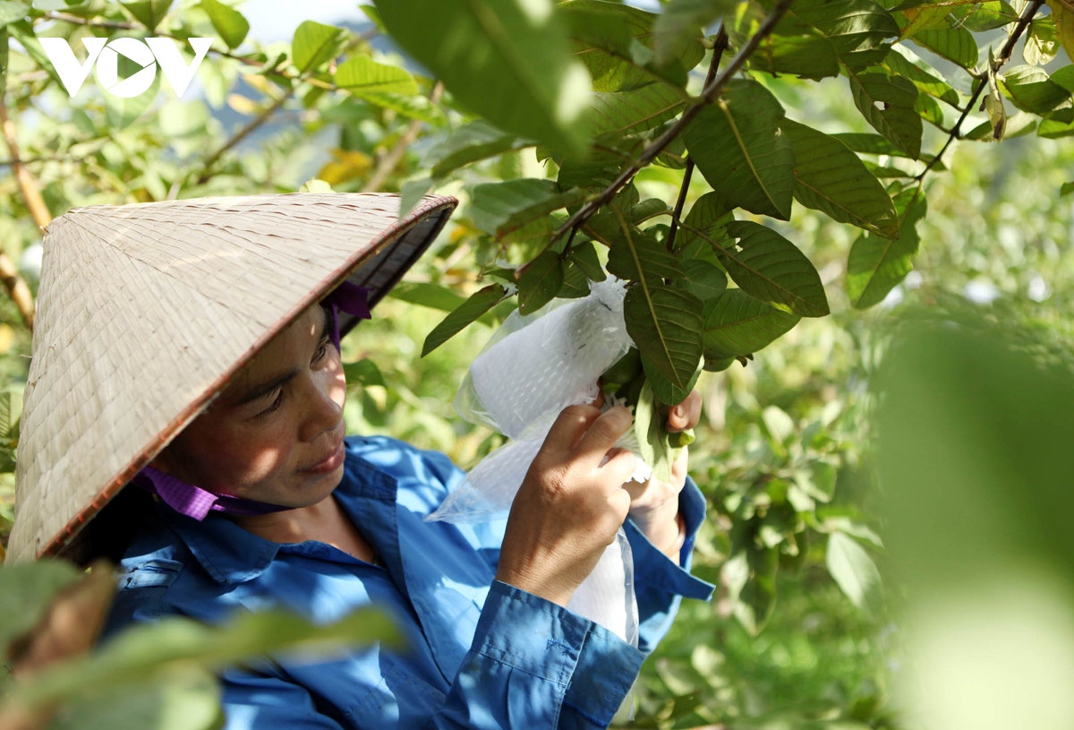 thanh nien lai chau khoi nghiep tu mo hinh hop tac xa hinh anh 3