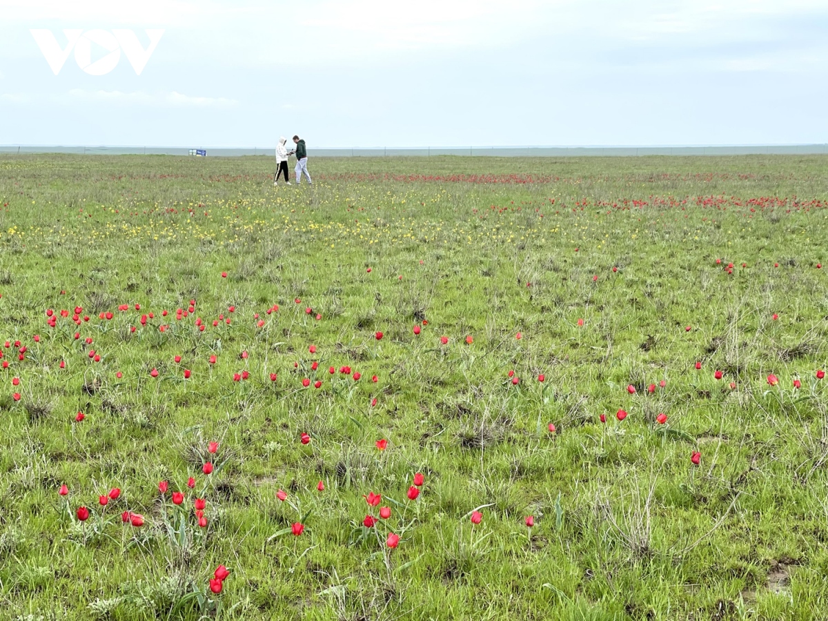 hoa cung sac mau thao nguyen cong hoa kalmykia nga tai le hoi hoa tulip hinh anh 10