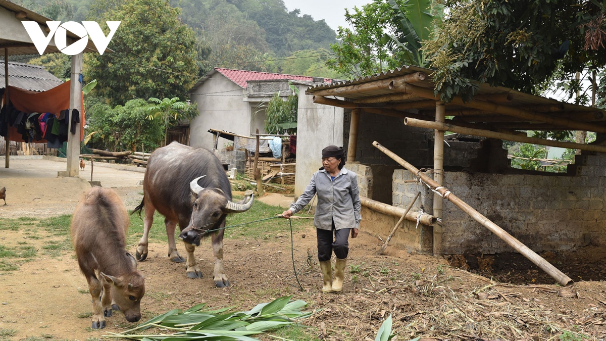 nhieu ho ngheo o lao cai ban trau giong sau khi duoc ho tro hinh anh 2