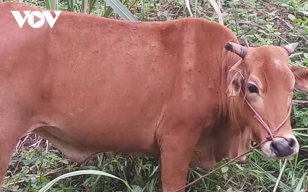 dich viem da noi cuc tren trau bo co nguy co bung phat tai bac kan hinh anh 1