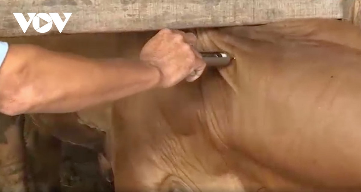 bình Định tăng cường kiểm soát phòng bệnh viêm da nổi cục trên trâu bò hình ảnh 2 binh Dinh tang cuong kiem soat phong benh viem da noi cuc tren trau bo hinh anh 2