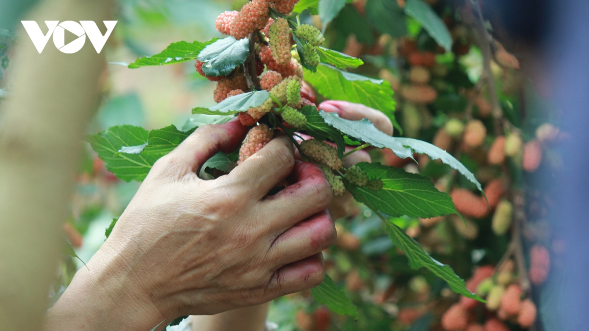 Mất mùa quả dâu tằm, nông dân buồn héo hắt