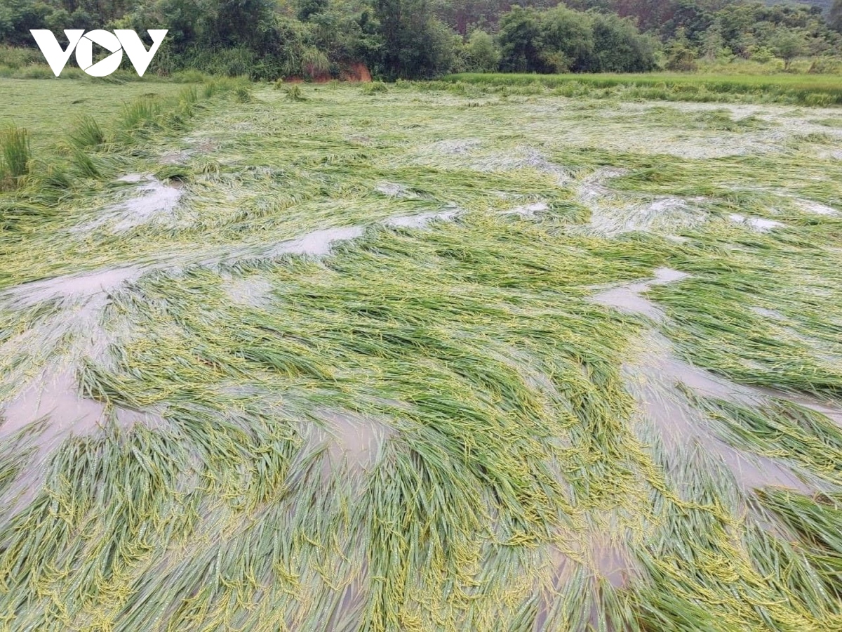 dong loc, mua lon lam hang nghin ha lua, ngo bi nga rap o quang binh hinh anh 2