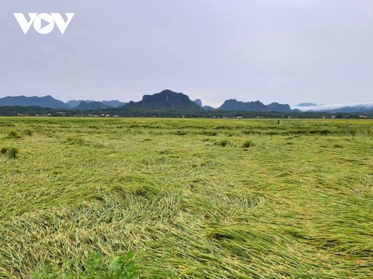 Dông lốc, mưa lớn làm hàng nghìn ha lúa, ngô bị ngã rạp ở Quảng ...