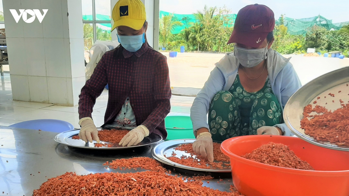 “Tôm khô Rạch Gốc” làm không đủ bán | VOV.VN