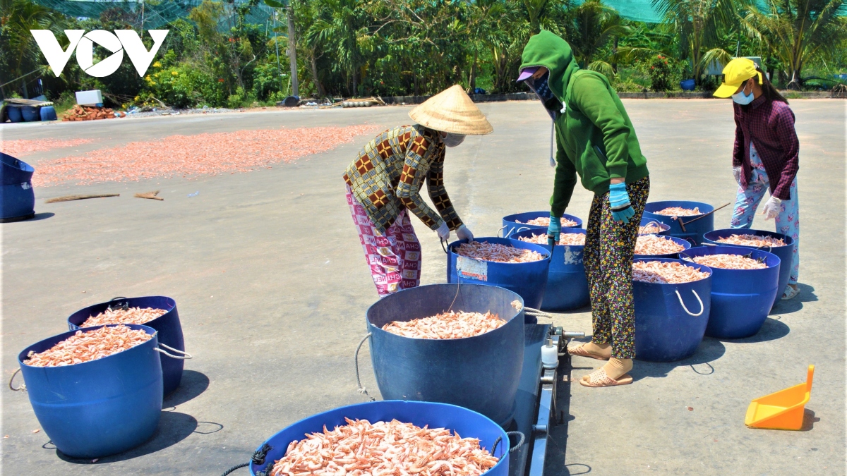 “Tôm khô Rạch Gốc” làm không đủ bán | VOV.VN