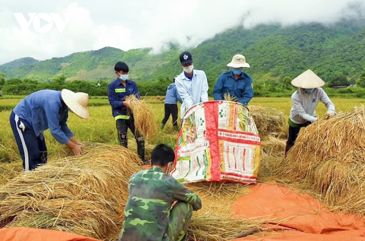 Dân bản bị cách ly tập trung, thanh niên Mường Lay giúp thu hoạch ...