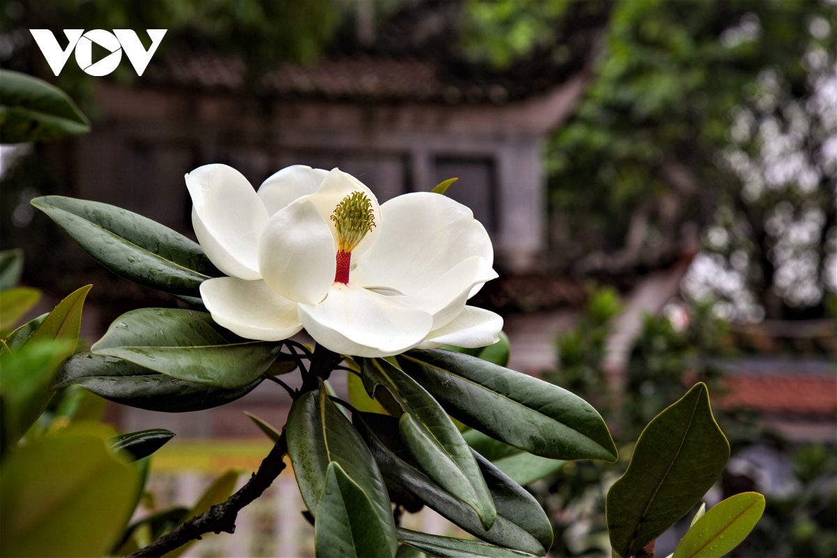 Về chùa Bối Khê chiêm ngưỡng vẻ đẹp tinh khiết của hoa sen đất ...