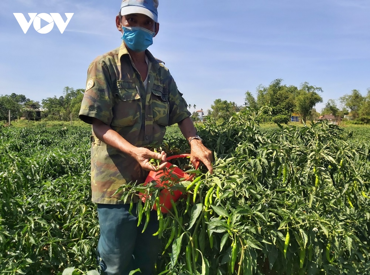 nong san rot gia, hoi nong dan Da nang lam cau noi tieu thu hinh anh 1