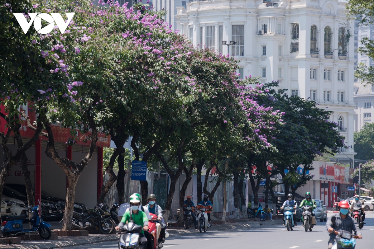 ngam bang lang khoe sac tim khap pho phuong ha noi hinh anh 10