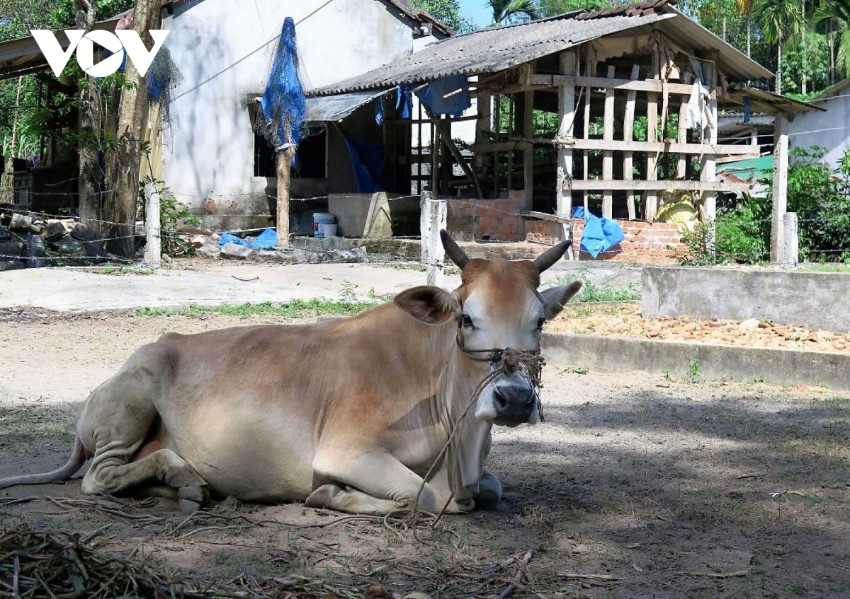 quang ngai co hon 5.300 con trau, bo bi viem da noi cuc hinh anh 1