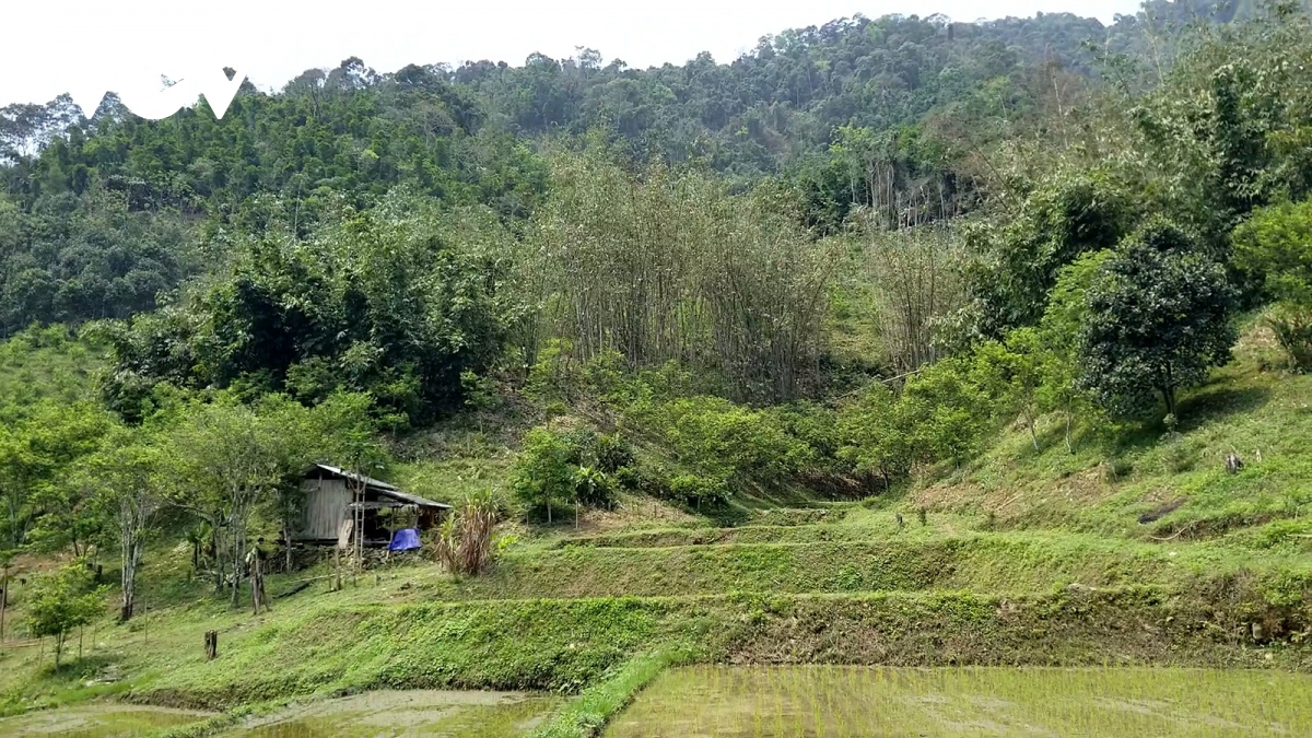 rung tren giay va cau chuyen truc loi chinh sach hinh anh 2