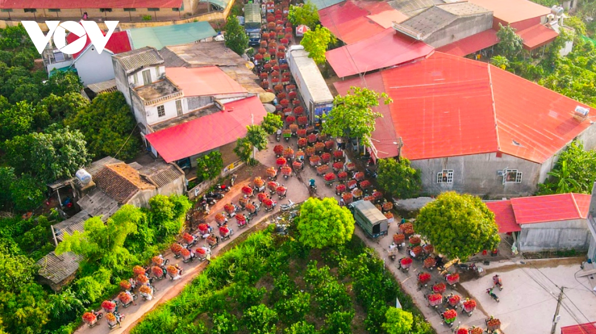 vải thiều vào vụ, người dân soi đèn hái vải từ nửa đêm đến sáng hình ảnh 9 vai thieu vao vu, nguoi dan soi den hai vai tu nua dem den sang hinh anh 9