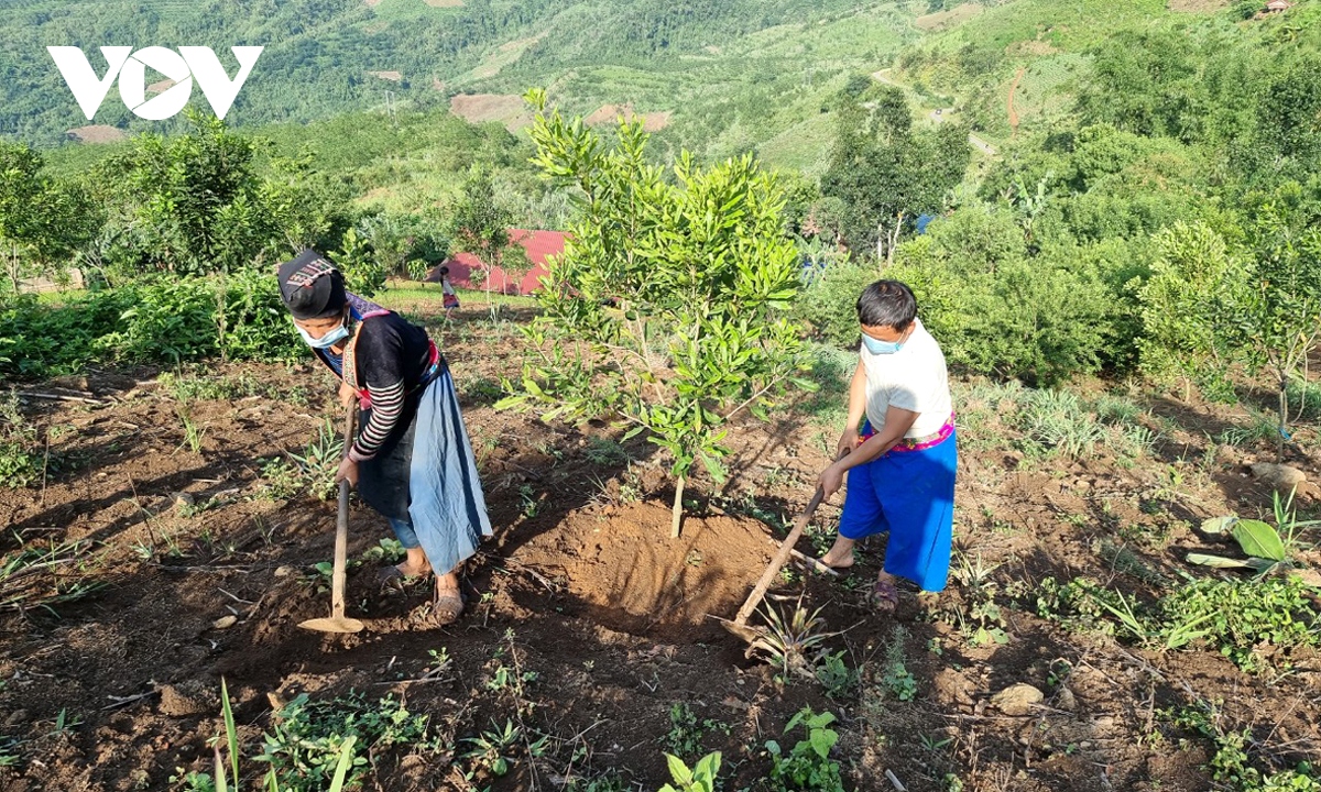 ta tong da khong con la diem nong ve cay thuoc phien o muong te hinh anh 1