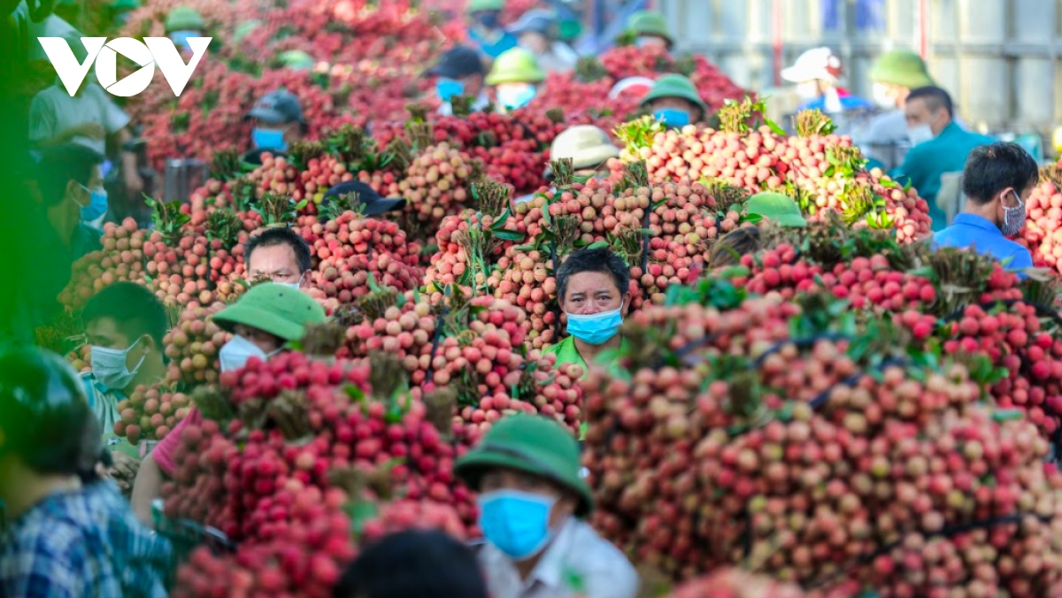 vải thiều vào vụ, người dân soi đèn hái vải từ nửa đêm đến sáng hình ảnh 4 vai thieu vao vu, nguoi dan soi den hai vai tu nua dem den sang hinh anh 4