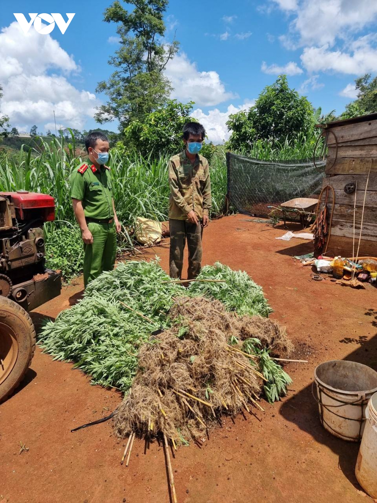 Dak nong tam giu hinh su hai doi tuong trong hon 2.600 cay can sa hinh anh 4