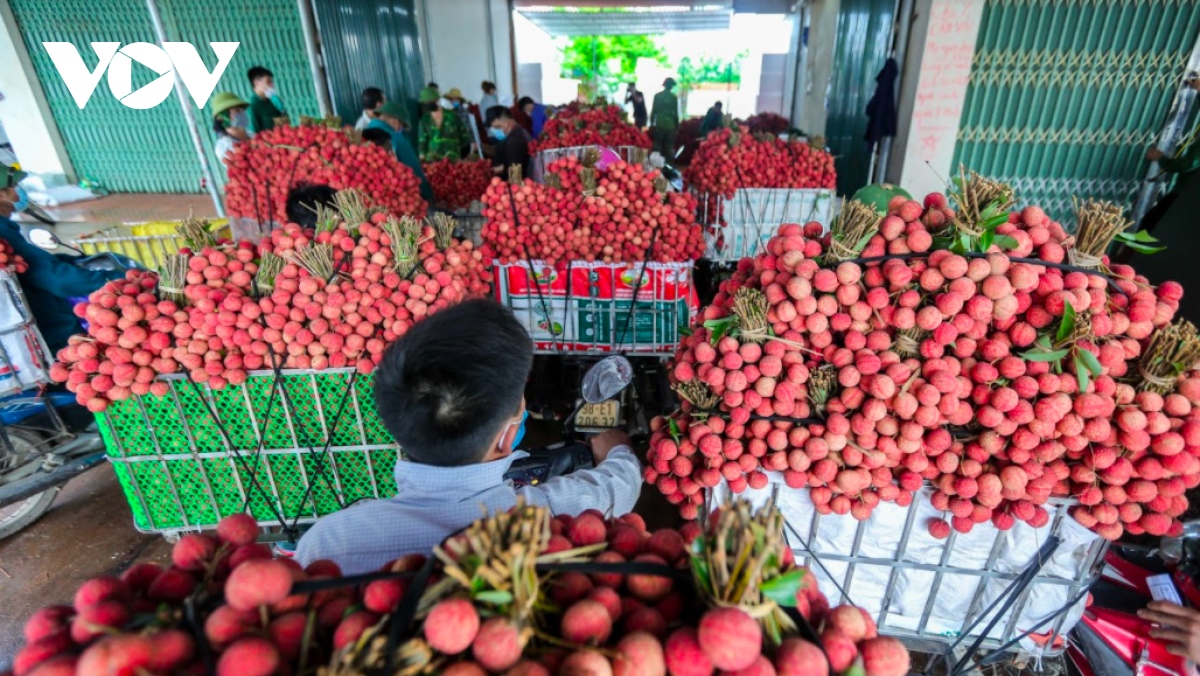 vải thiều vào vụ, người dân soi đèn hái vải từ nửa đêm đến sáng hình ảnh 8 vai thieu vao vu, nguoi dan soi den hai vai tu nua dem den sang hinh anh 8