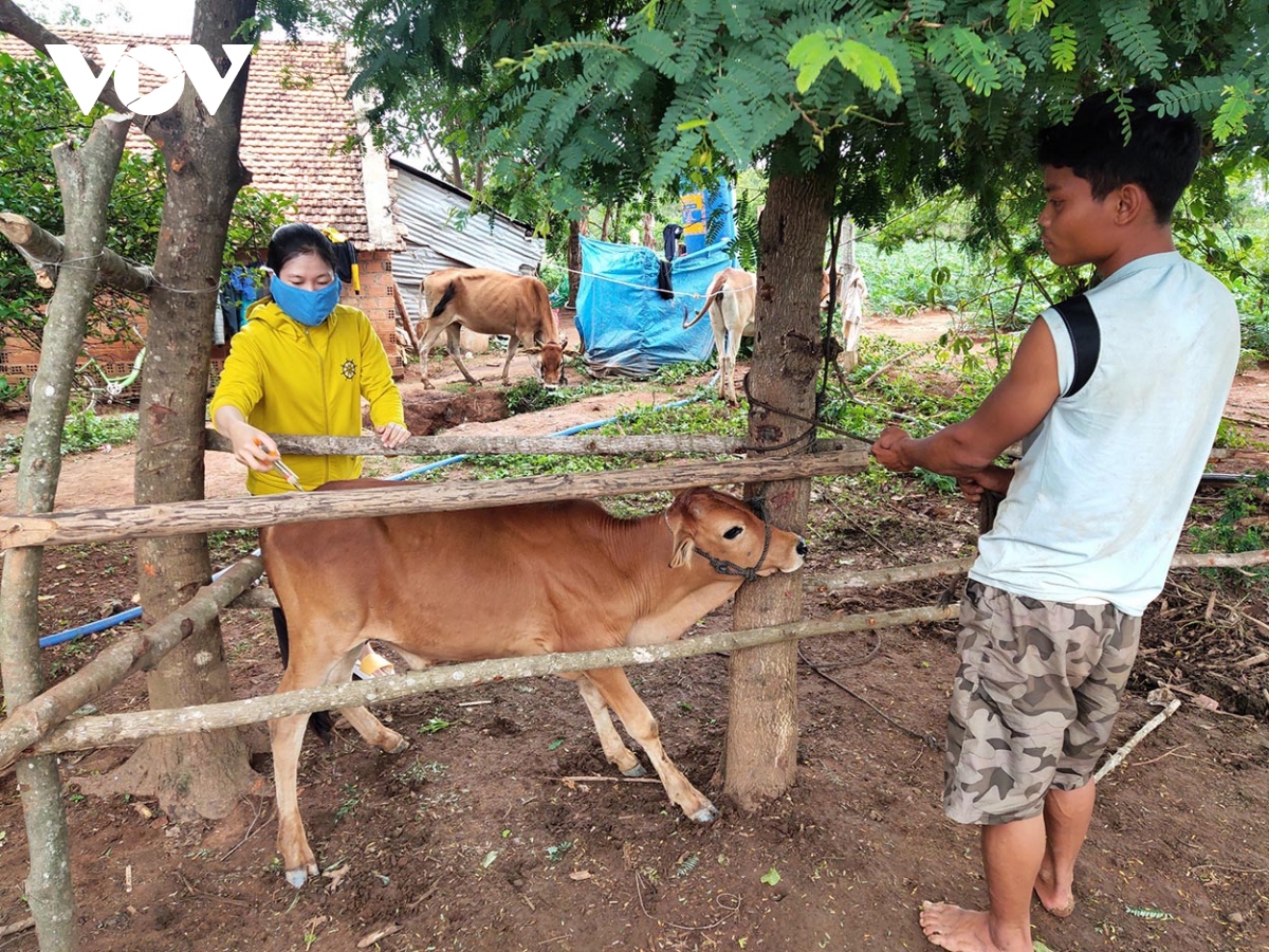 dich benh viem da noi cuc tren dan trau, bo lay lan nhanh o kon tum hinh anh 2