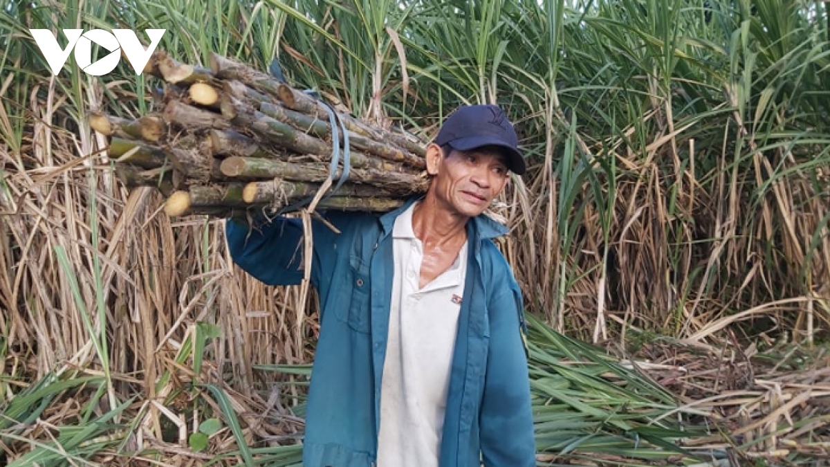 nguoi trong mia gap kho, gia mia giam mot nua van khong ban duoc hinh anh 1