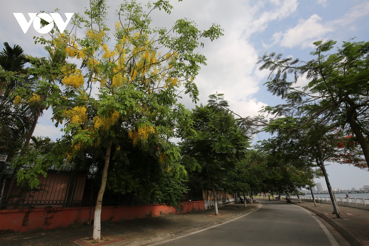 ngam hoa muong hoang yen nhuom vang goc pho ha noi hinh anh 12