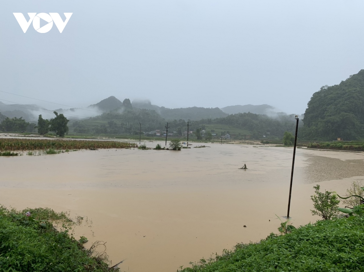 hon 100 ha lua mua o bac kan bi ngap ung va cuon troi do mua lu hinh anh 1