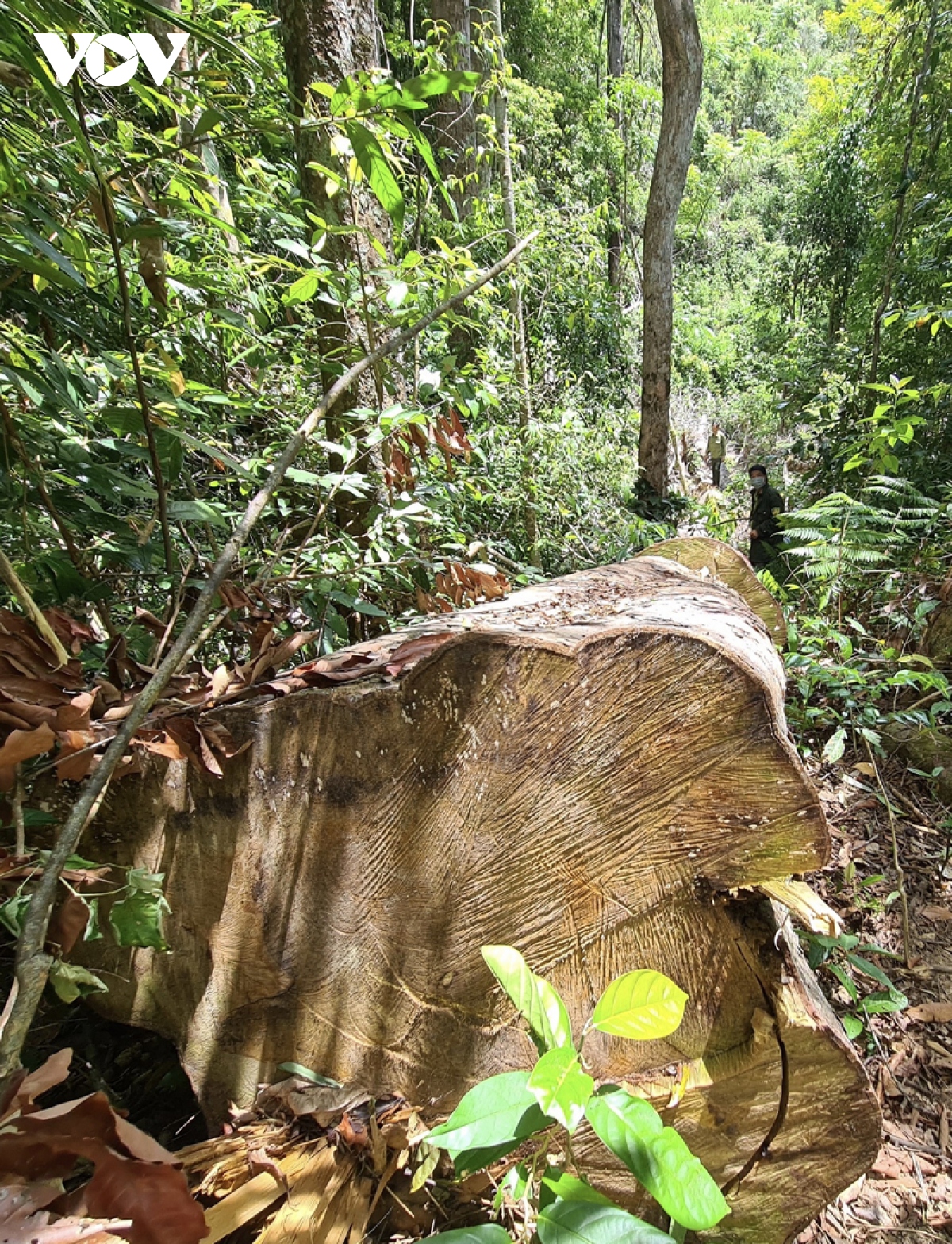 nong tinh trang rut ruot rung o huyen kbang, gia lai hinh anh 4