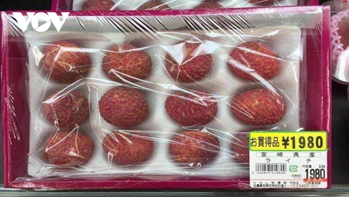 vietnamese fresh lychees make inroads into kagoshima prefecture of japan picture 1