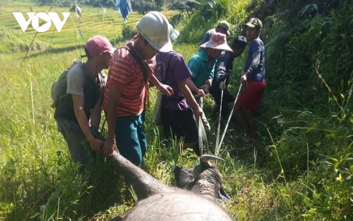 trau, bo chet hang loat o kon tum nghi do benh tu huyet trung hinh anh 1