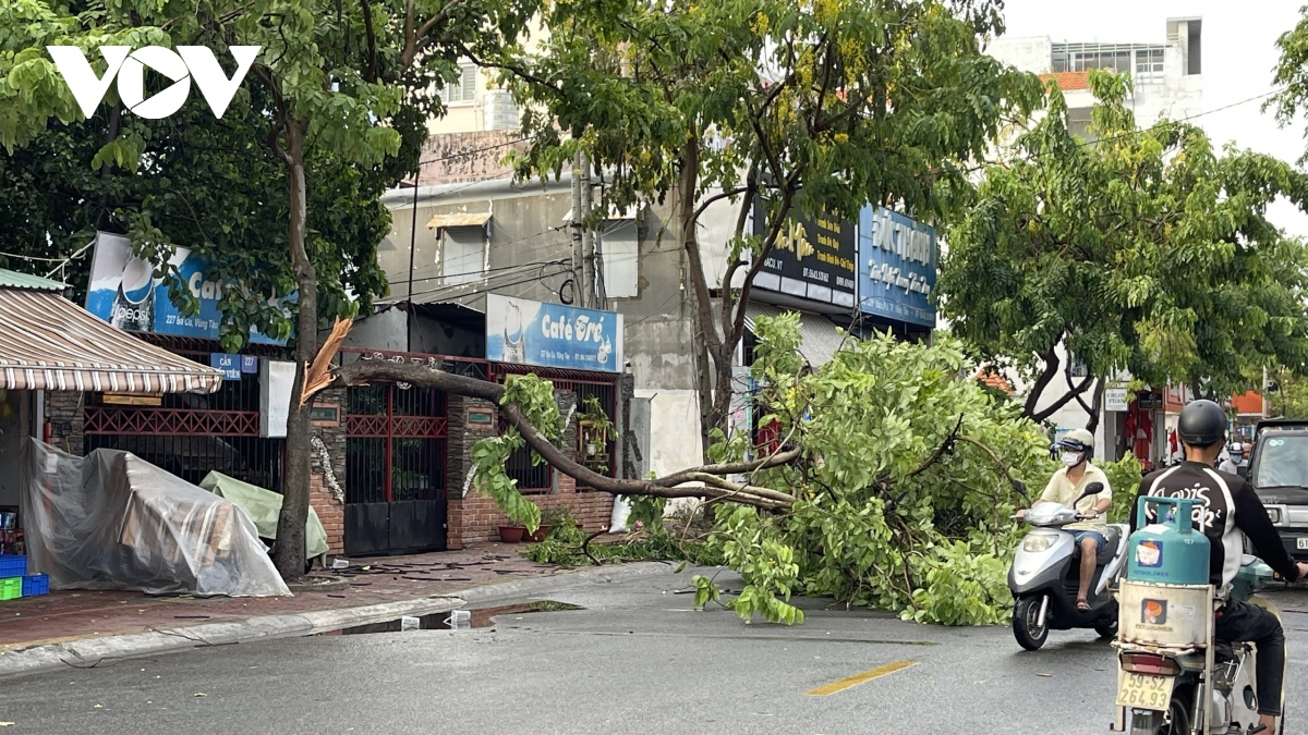 nhieu cay xanh o vung tau bi bat goc, do nga sau mua hinh anh 6